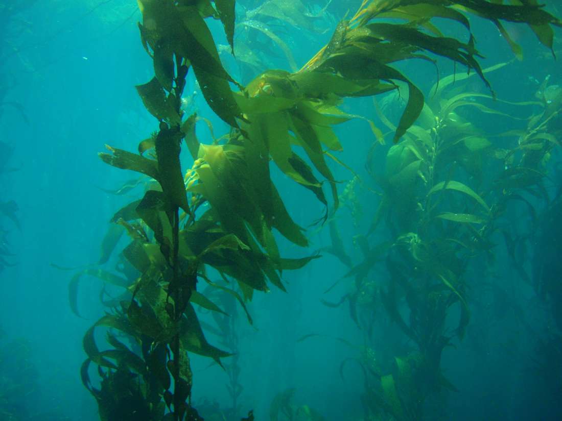 Kelp photo